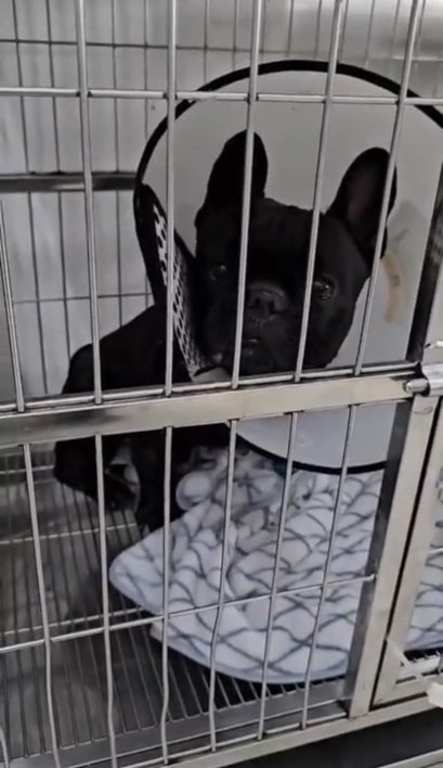 สุนัขสายพันธุ์หน้าสั้น อาจเกิดภาวะกระดูกสันหลังมีครึ่งอันหรือ Hemivertebrae ได้